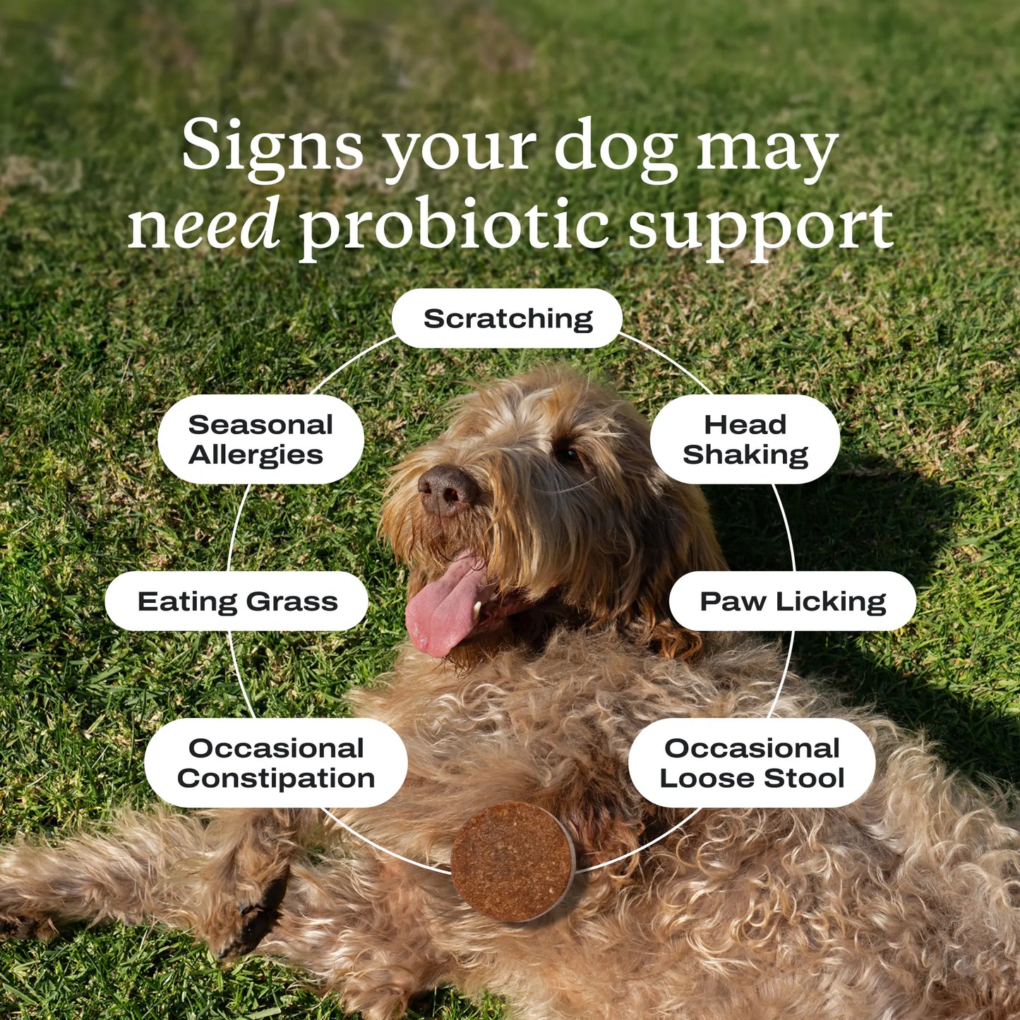 Petlab Co. Probiotic Soft Chews for Dogs - Supports Seasonal Allergies, Gut Health, and Digestive Wellness, Vet-Reviewed with Premium Ingredients